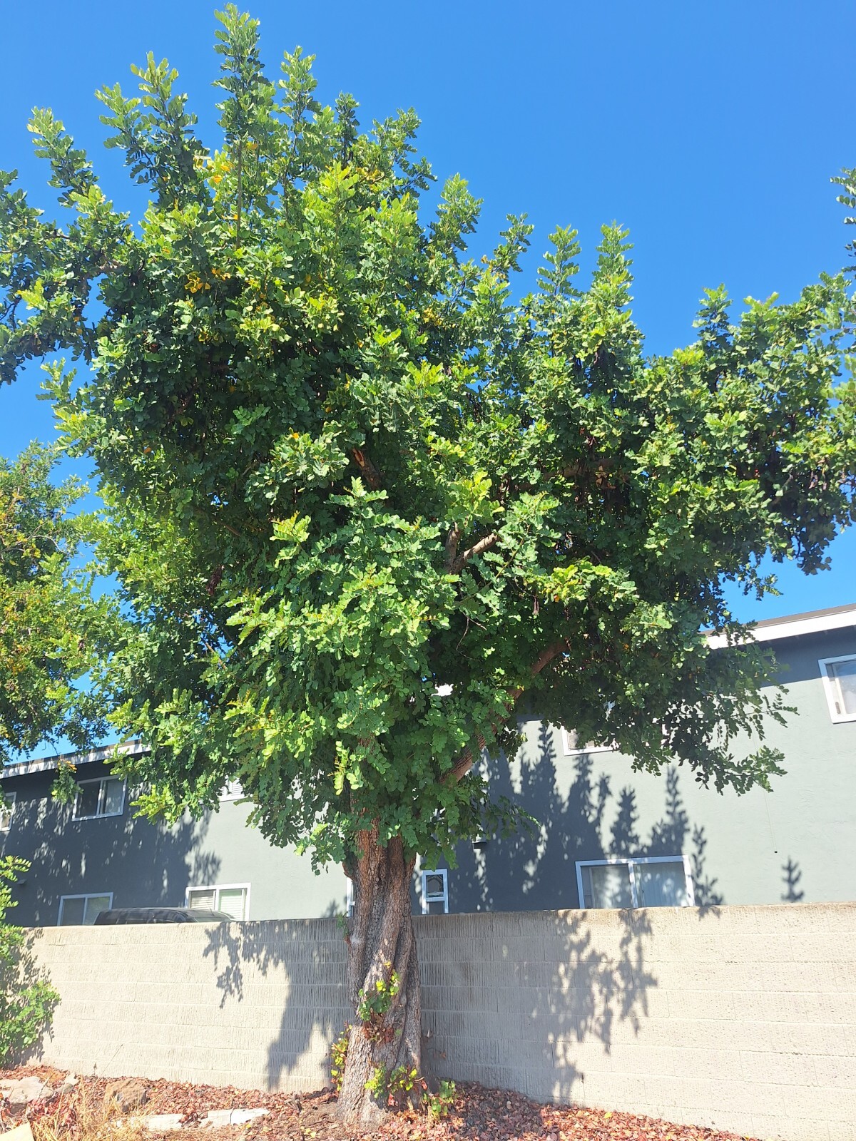 30 Carob Tree Seeds “Ceratonia Siliqua” wild-crafted Biblical fruit raw