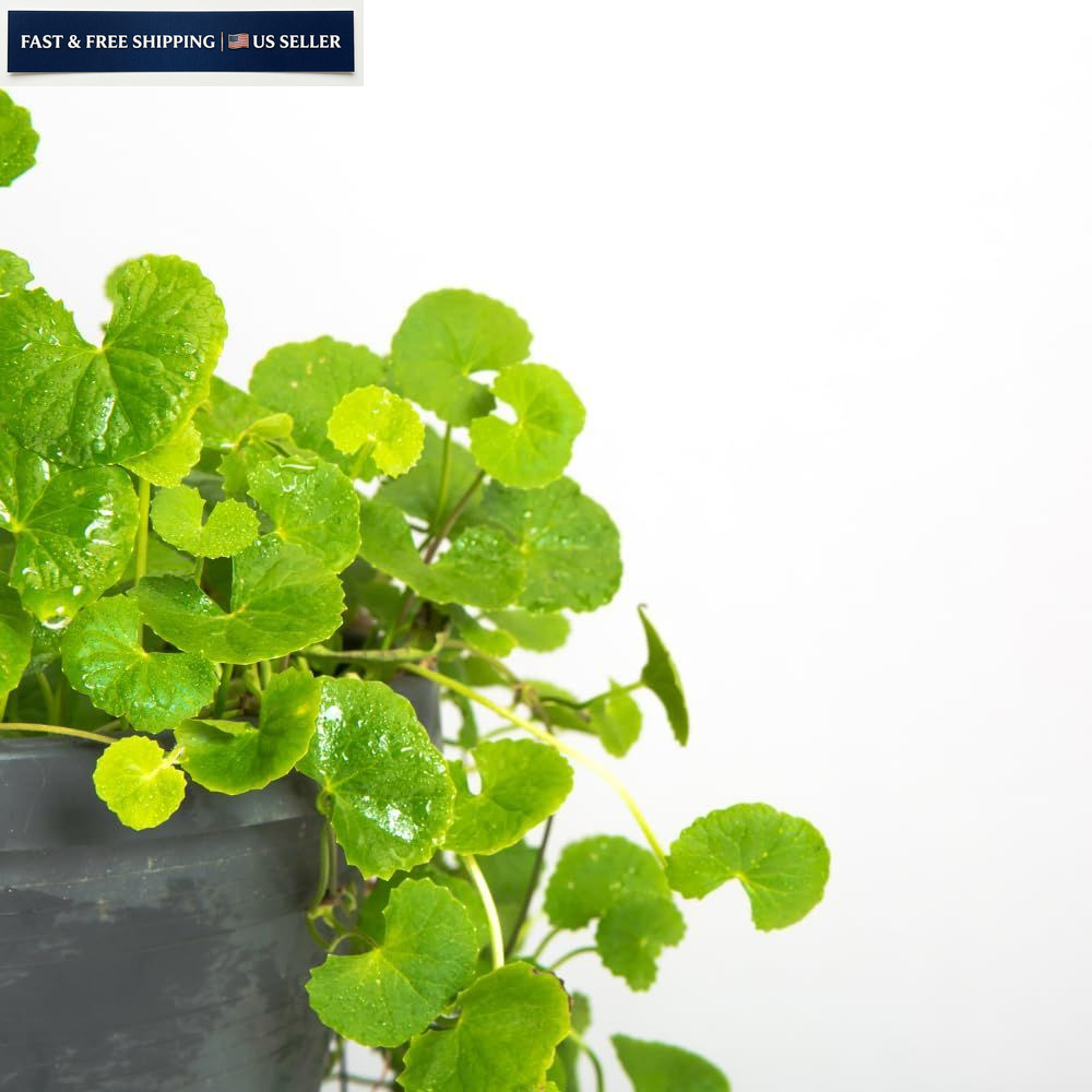 1100 Green Gotu Kola Seeds – Hat Rau Ma – Big Leaf Seed Centella 1100,