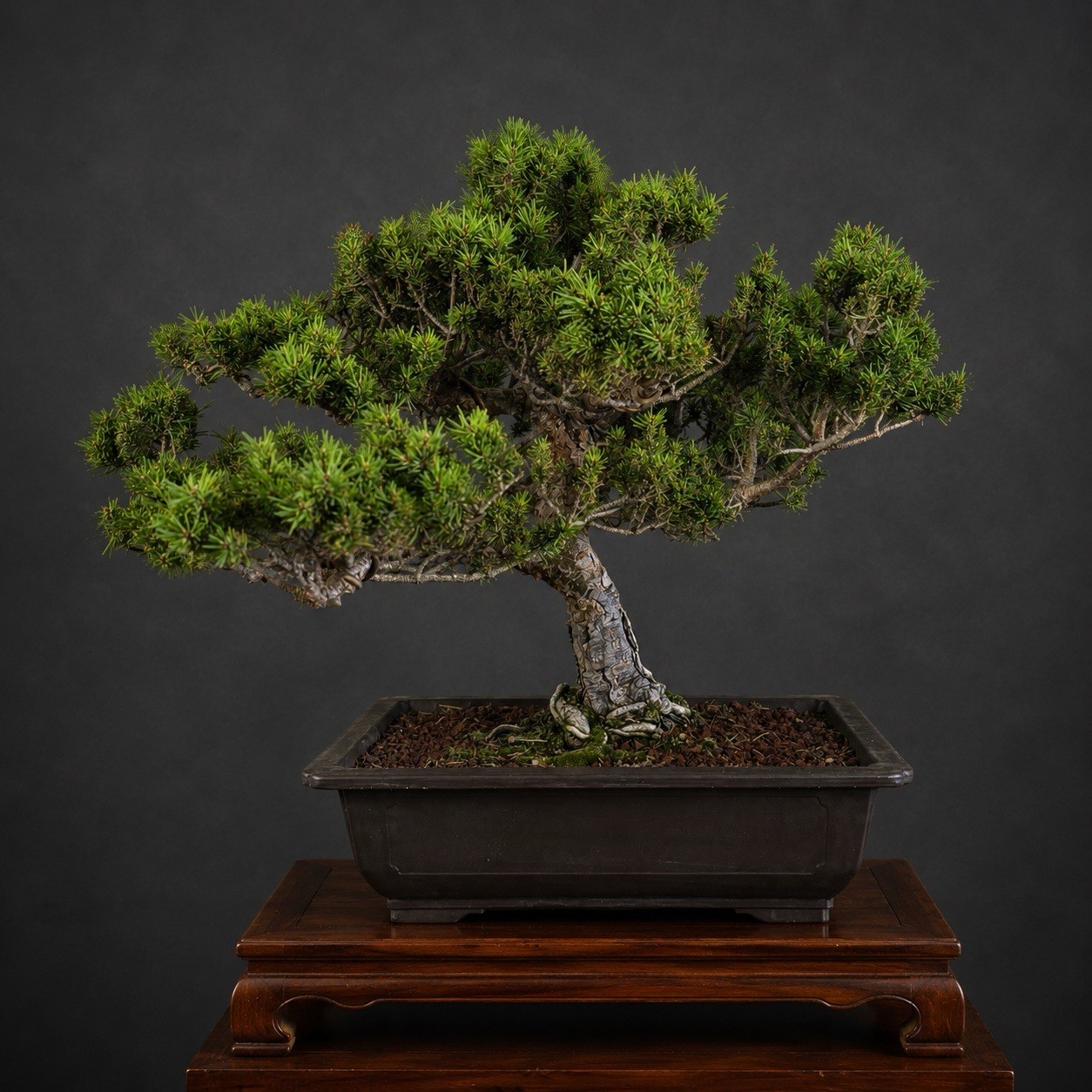 Mature Specimen Pine Bonsai Tree – Jack Pine 15-20 Years Thick Trunk Styled