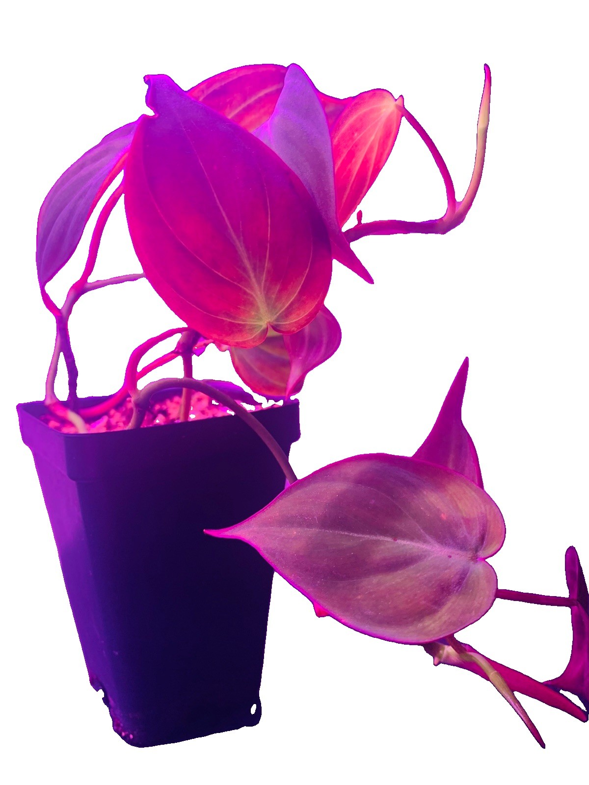 Rare Philodendron micans live potted plant- exact plant