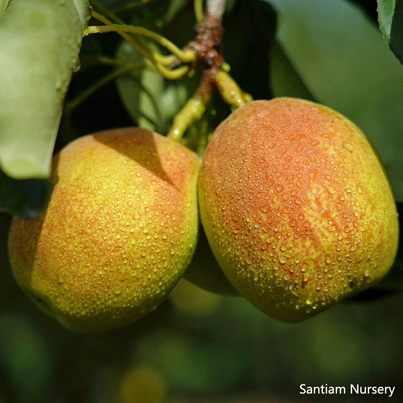 Korla Fragrant Pear tree, Bare root 庫爾勒香梨（コルラシャンリー）,库尔勒香梨