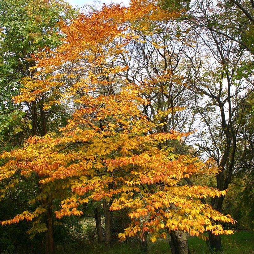 5 American Beech Tree Seeds (Fagus grandifolia) Hardy Zones 3-9 Fresh Nov. 25