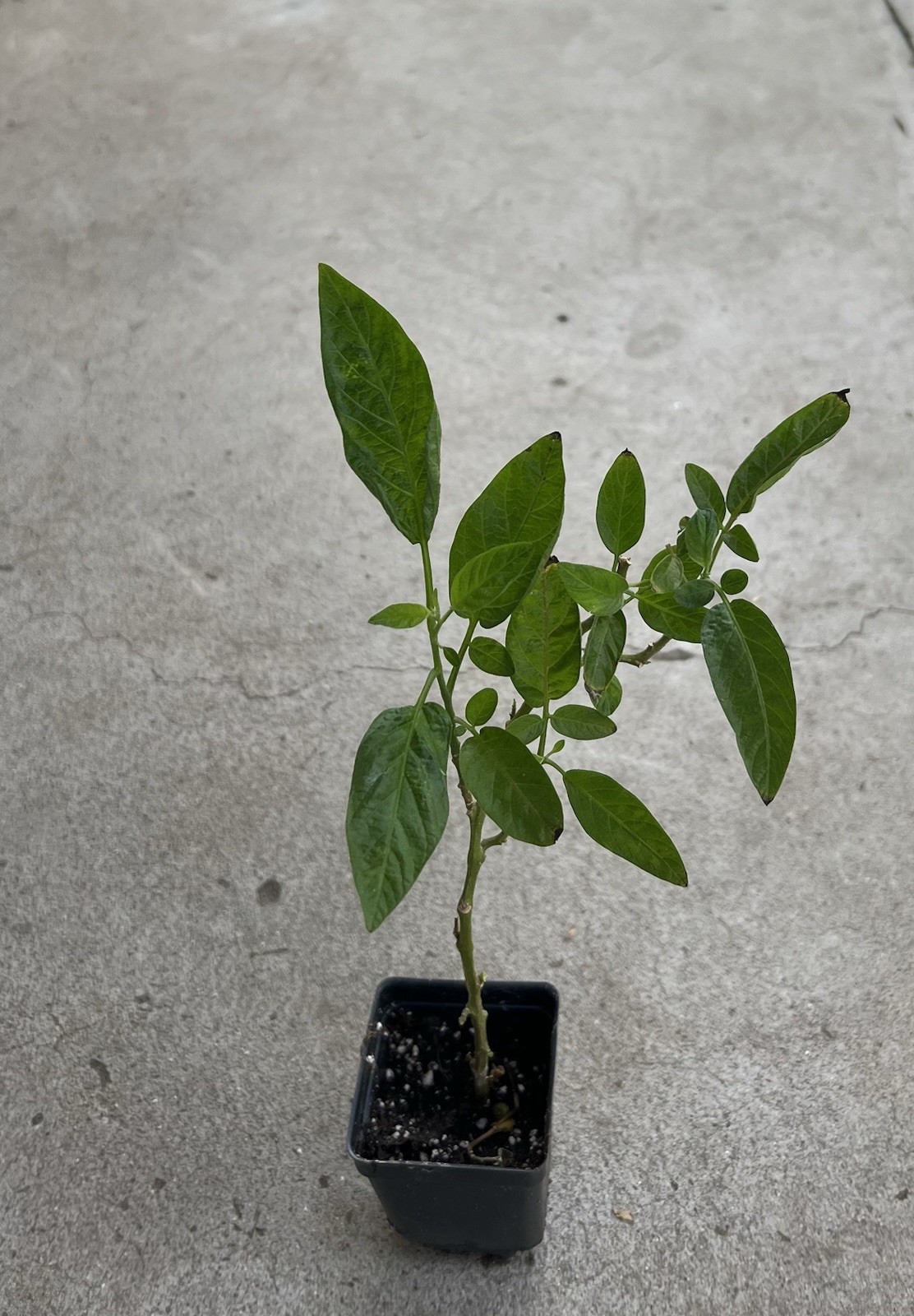 1 Pepino Melon Plant Cutting With Pot 15” Golden Sweet Ginseng Fruit Plant