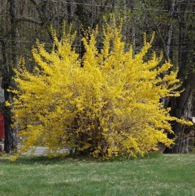 Set 2 Lynwood Gold Forsythia Live Plant – 6-12″ Tall – 4″ Pot – Hybrid Forsythia