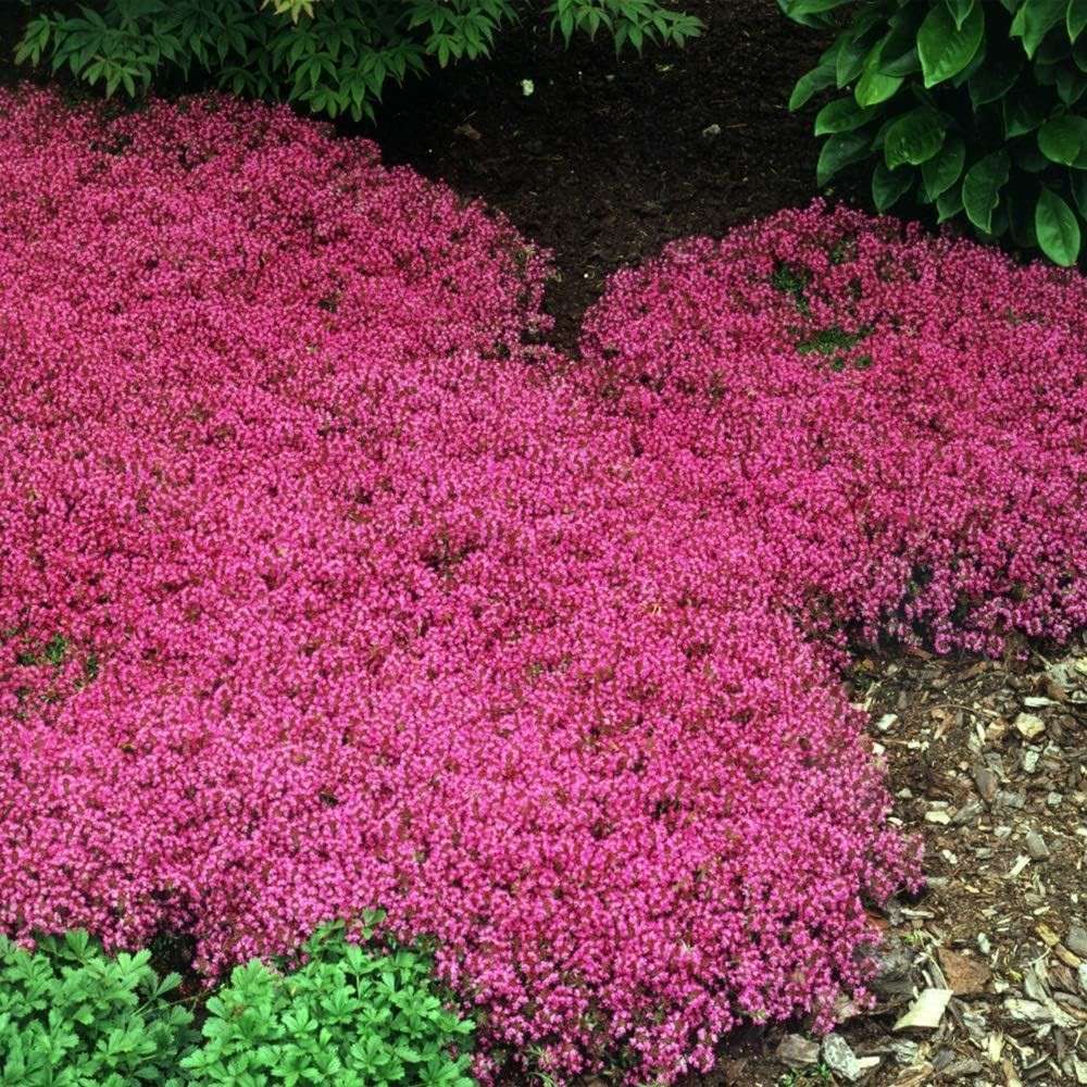 500 Pack of GMO-Free Magic Carpet Creeping Thyme Seeds for Vibrant Landscapes