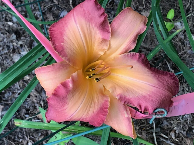 DAYLILY Seeds Mixed Hybrid Hardy