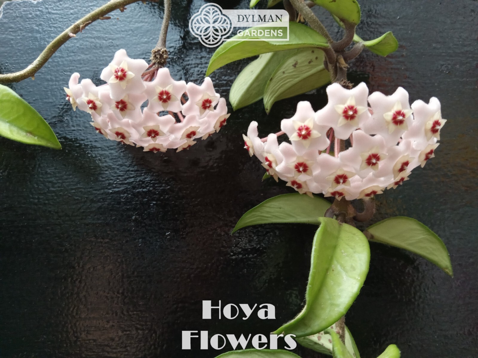 Hoya (Hoya carnosa) – Wax Plant – Porcelainflower – Live Plant – Multiple Sizes