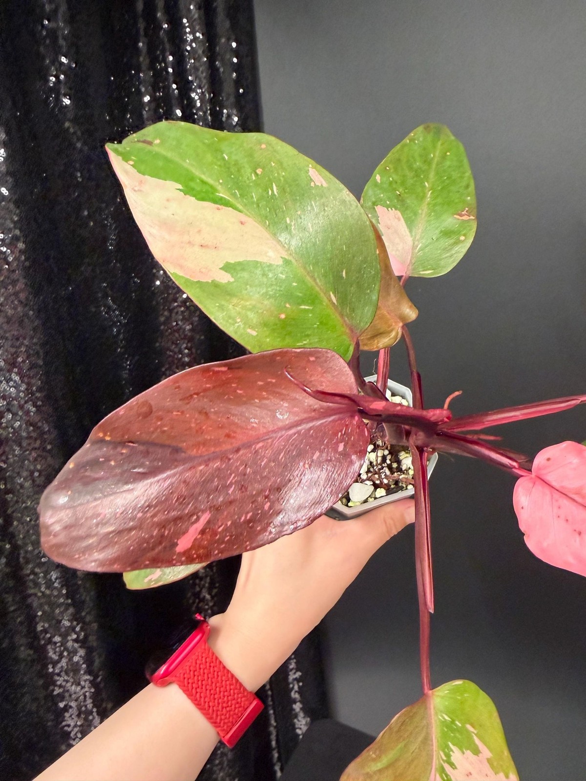 Philodendron Persimmon Princess Variegated, Exact Plant, US Seller