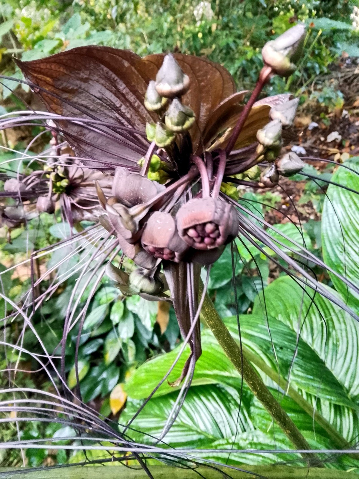 Black Bat Orchid Flower Seeds (Tacca chantrieri) RARE Tropical Garden Houseplant