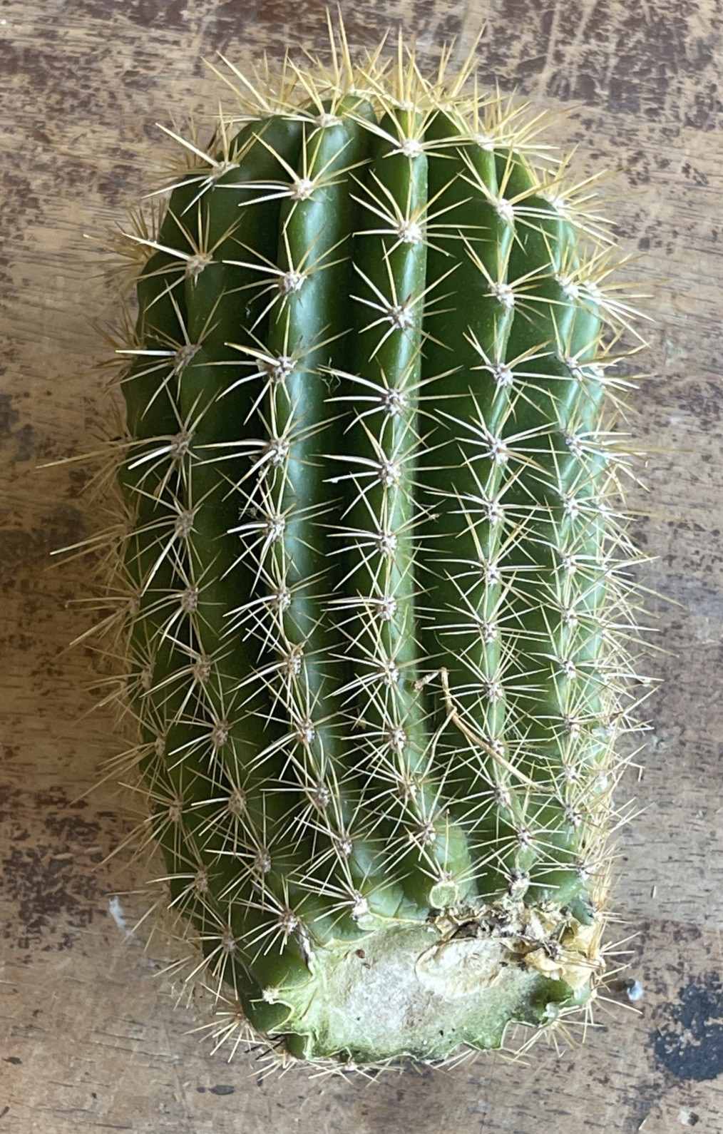 Echinopsis hybrid ‘Flying Saucer’, medium cured rootless stem B