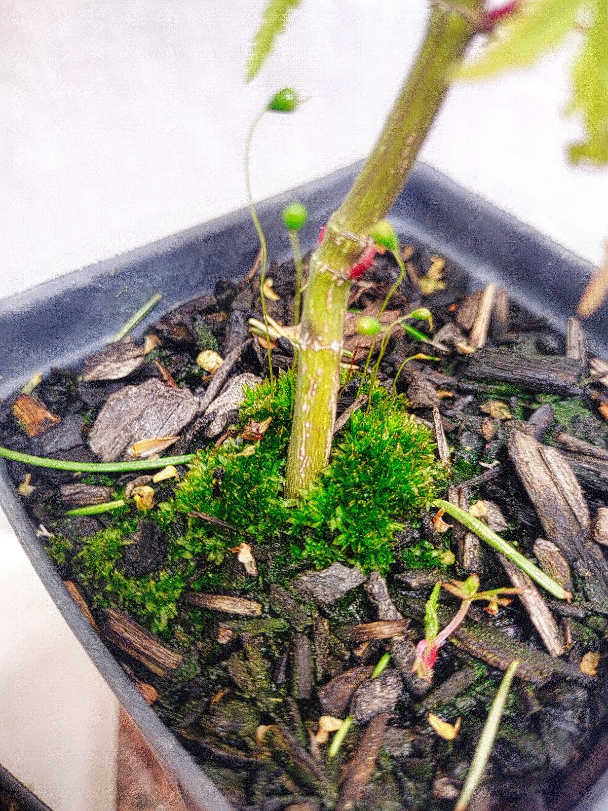 Green Japanese Maple tree in nursery pot. Acer palmatum. Pre Bonsai or Landscape