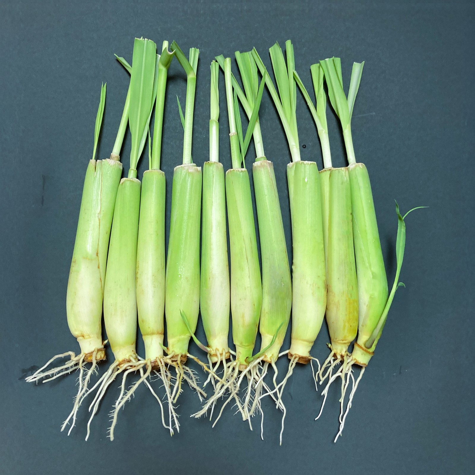 10-Pack Lemon Grass Live Plants (7–10 Inches Tall) Hydroponic Rooted Lemongrass