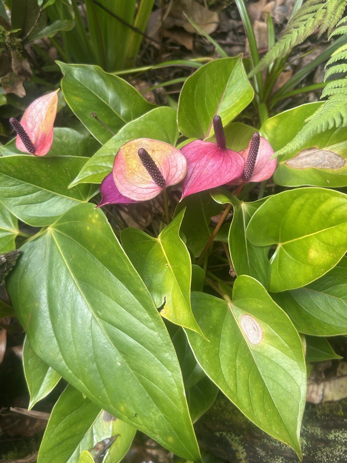 Anthurium Tropical Potted Seedling Pink Tulip Hawaiian Hybrid