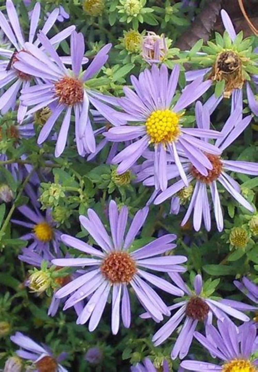 Aromatic Aster Starter Plant – Symphyotrichum oblongifolium – 3″ pot