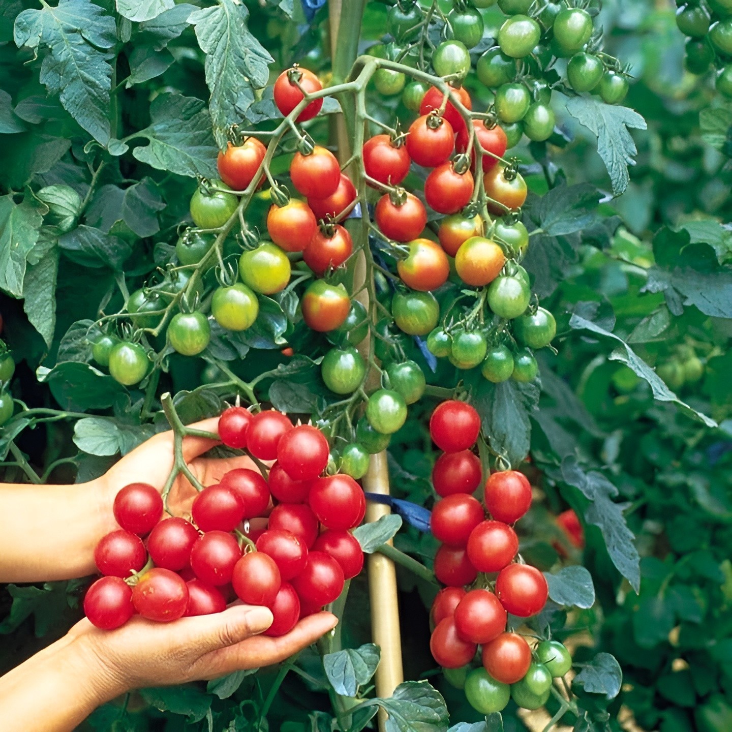 100 Heirloom Riesenstraube Tomato Seeds – High Yields Large 1 Ounce Cherry Sized