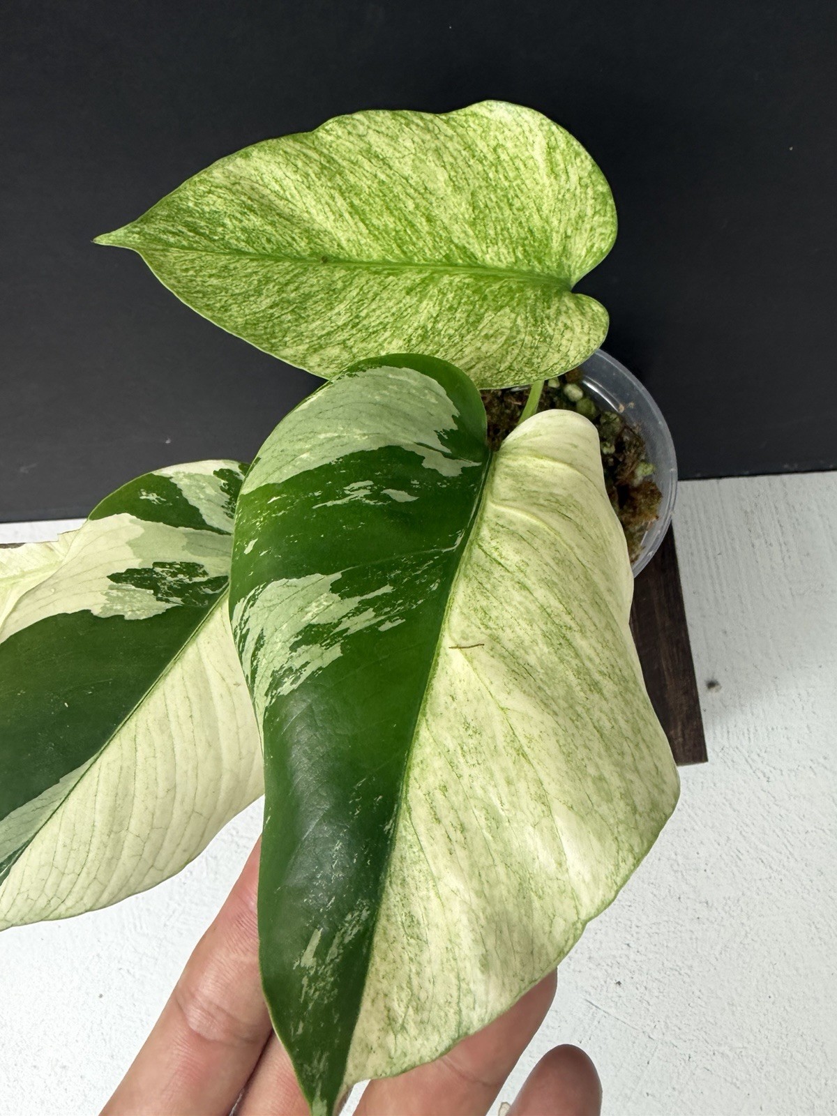 Monstera Mint NOID