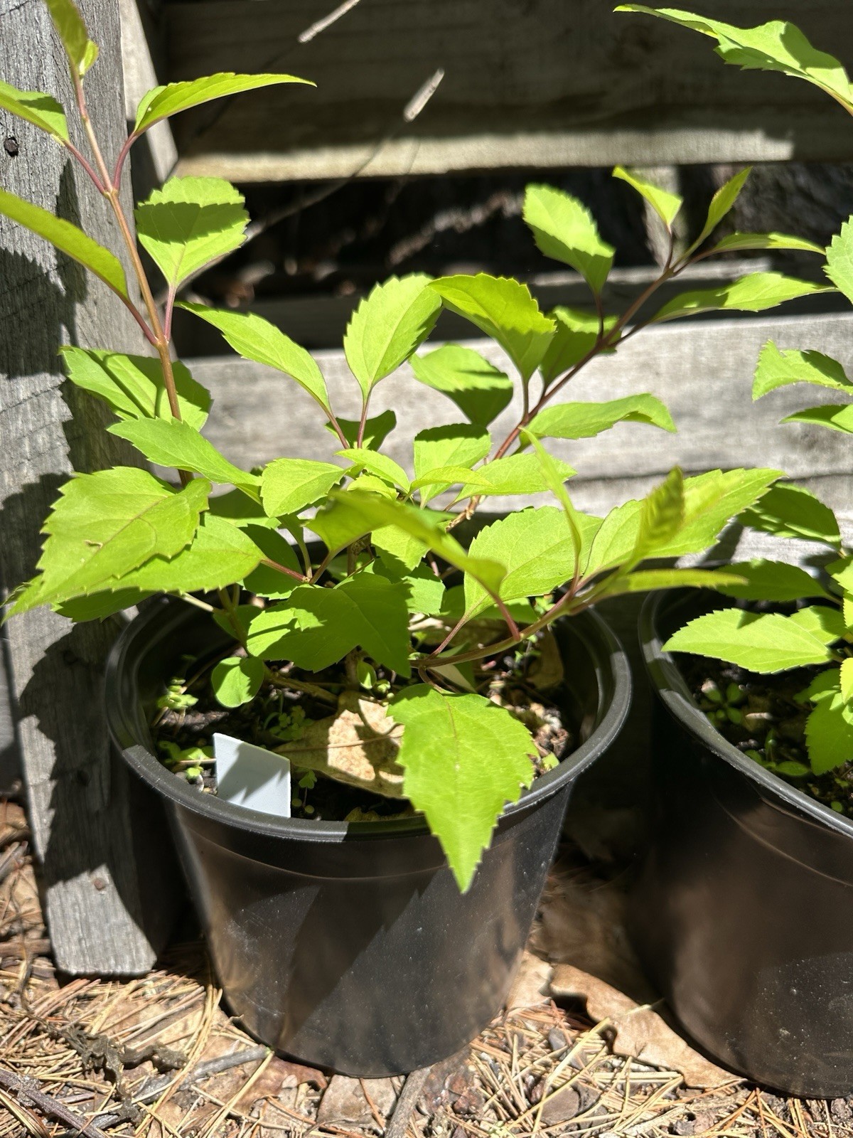 One Live Organic FORSYTHIA shrub (half Gallon Pot)