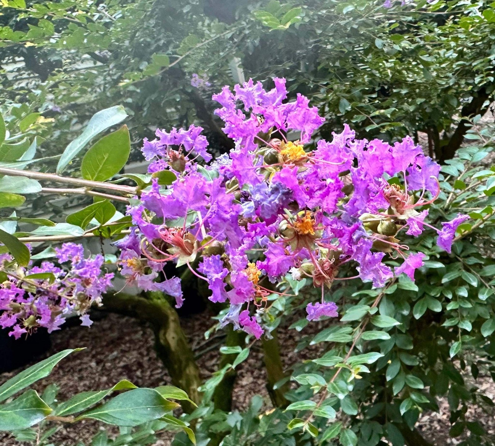 New Orleans Crape Myrtle: Sprawling Branches with Light Purple Flowers