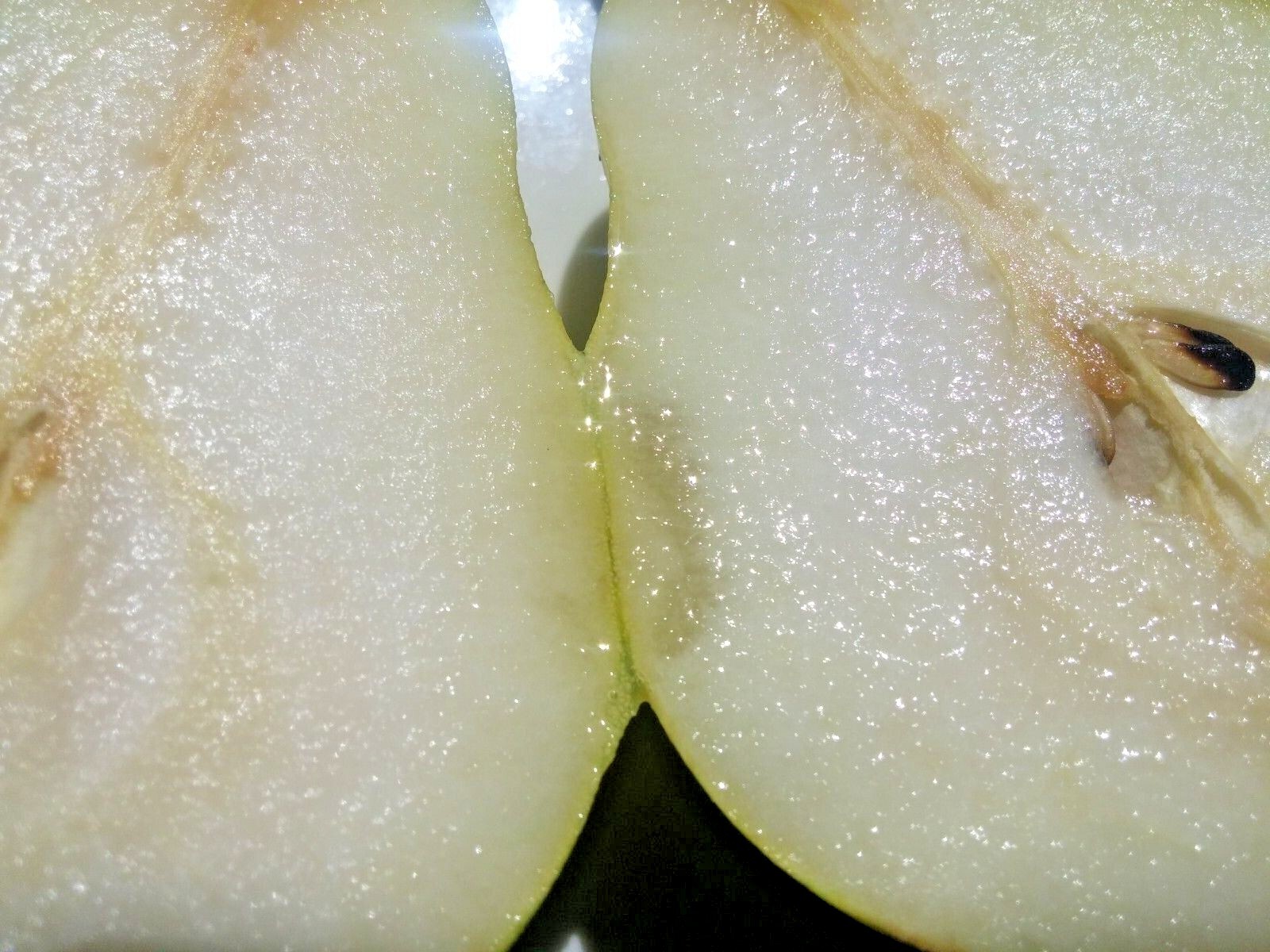 6+3 Giant Fruit Bartlett pear tree cuttings scions Great producer delicious