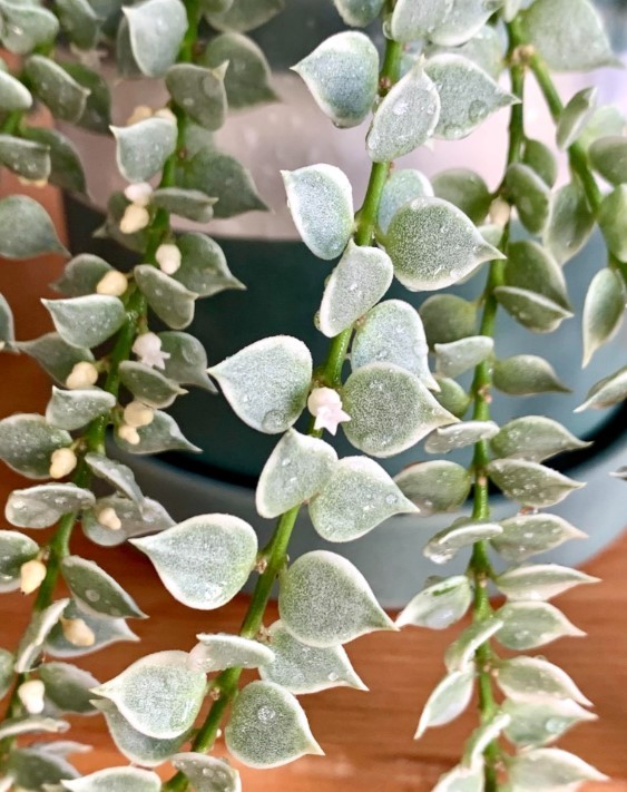 Dischidia Million Hearts Plant in 3″Pot Dischidia ruscifolia Variegata Succulent