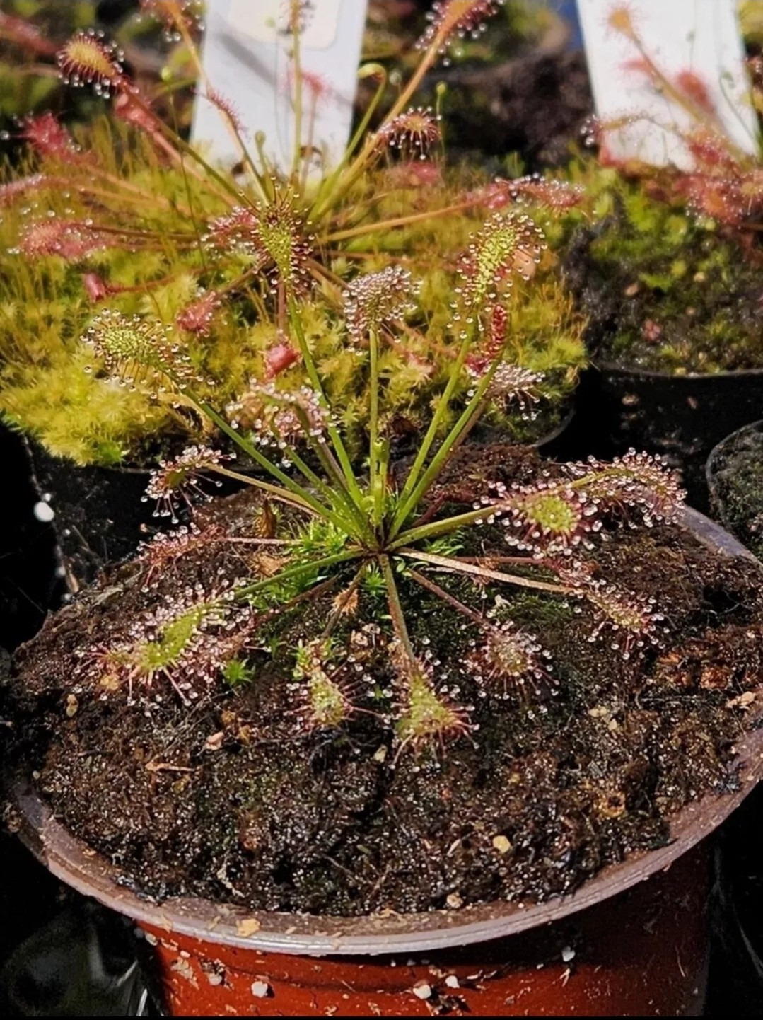CARNIVOROUS PLANT 4 PACK- LIVE-SBCI (Sundews)