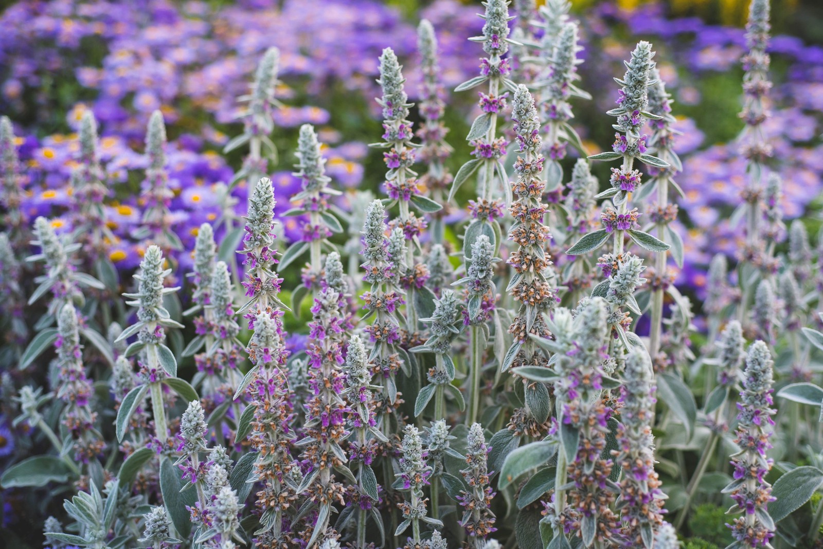 100 Wolly LAMBS EAR Stachys Byzantina Silvery Fuzzy Leaves Purple Flower Seeds