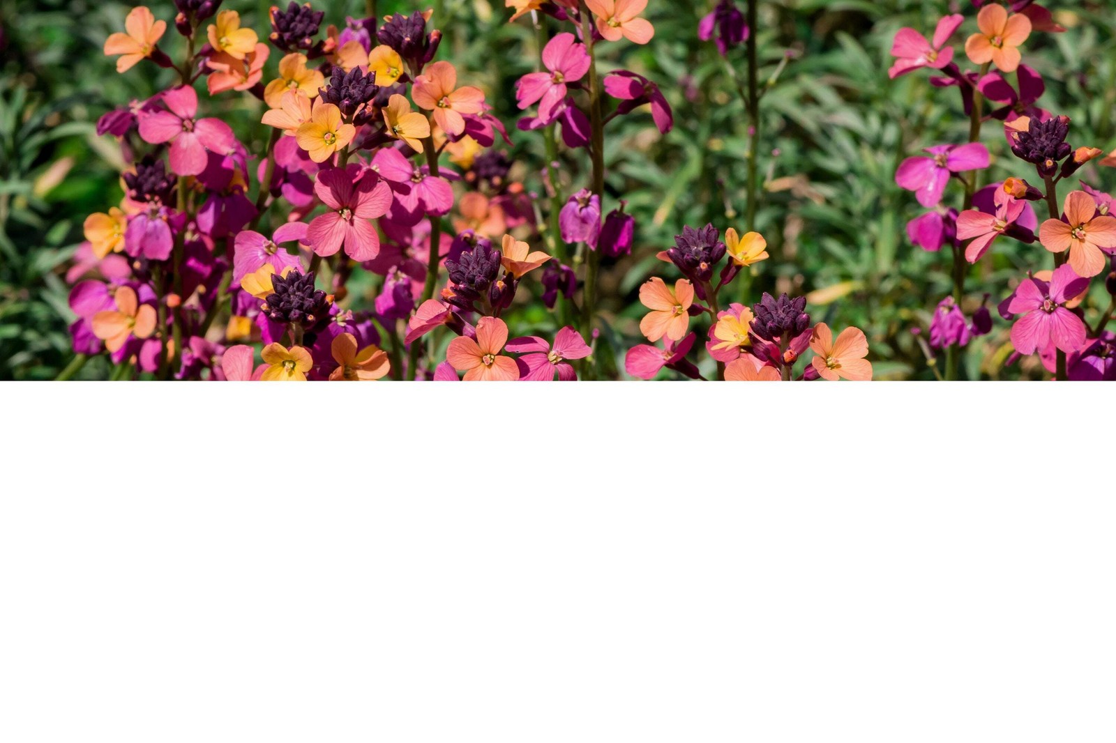 300 ENGLISH Aegean WALLFLOWER Cheiranthus Cheiri Seeds