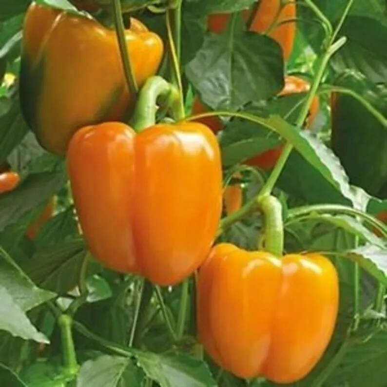 240+ Orange Sun Sweet Bell Pepper seeds ———– Heirloom – NON GMO — FRESH