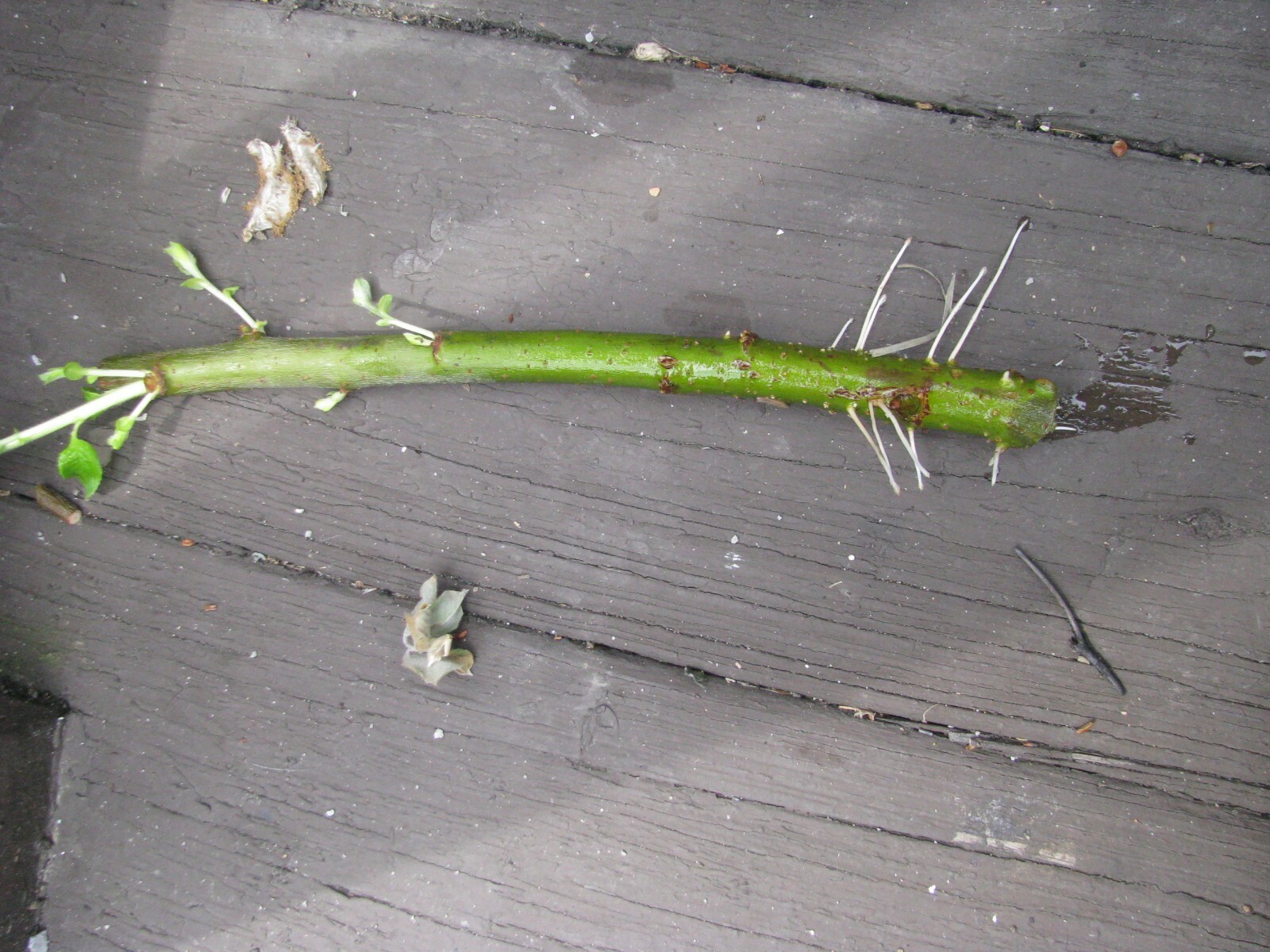 Salix discolor 25 Pussy willow Cuttings No Roots Make Your Own Plants 5 to 7 in