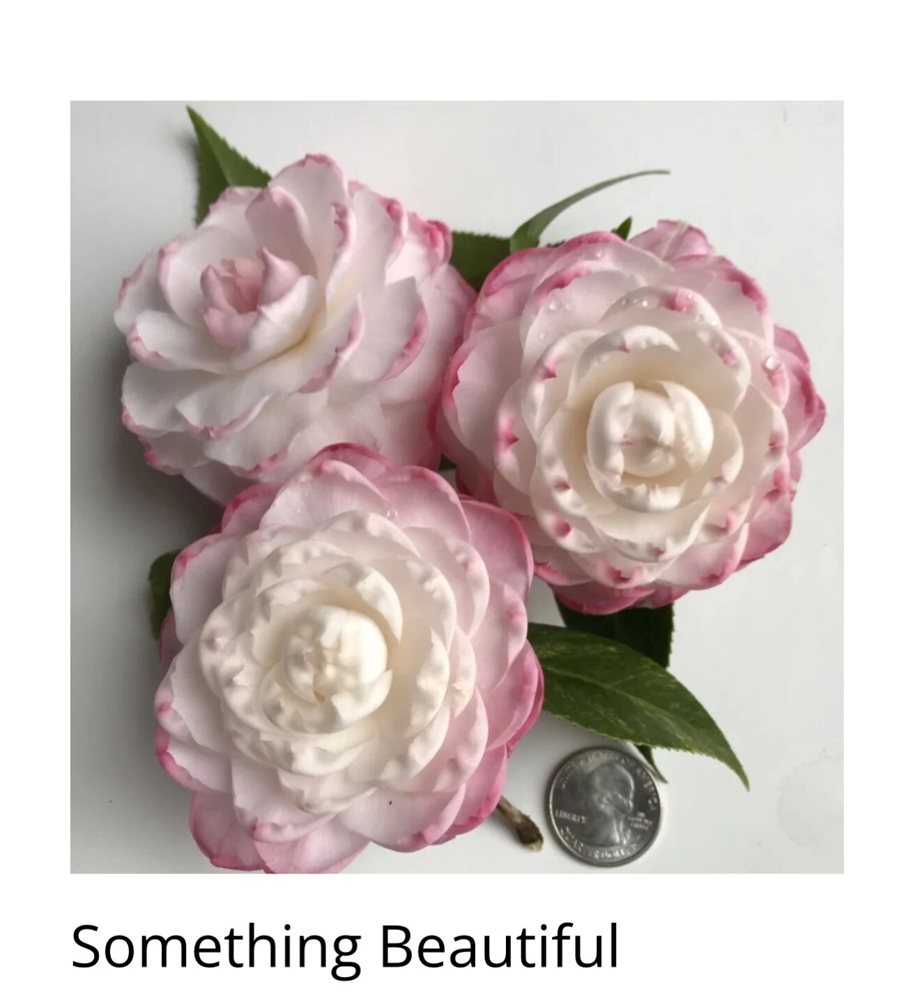 SOMETHING BEAUTIFUL~~Camellia Japonica–Live STARTER Plant–VERY UNIQUE BLOOMS!