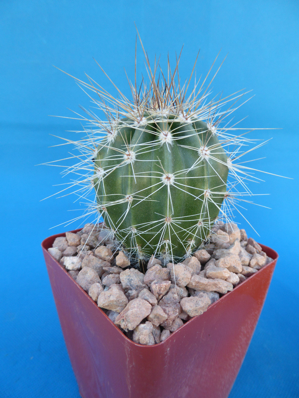 Saguaro Cactus Nice Spines Carnegiea gigantea Succulent 3″+ Tall AZ Seed Grown