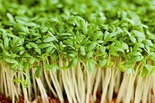 8 oz Cress
