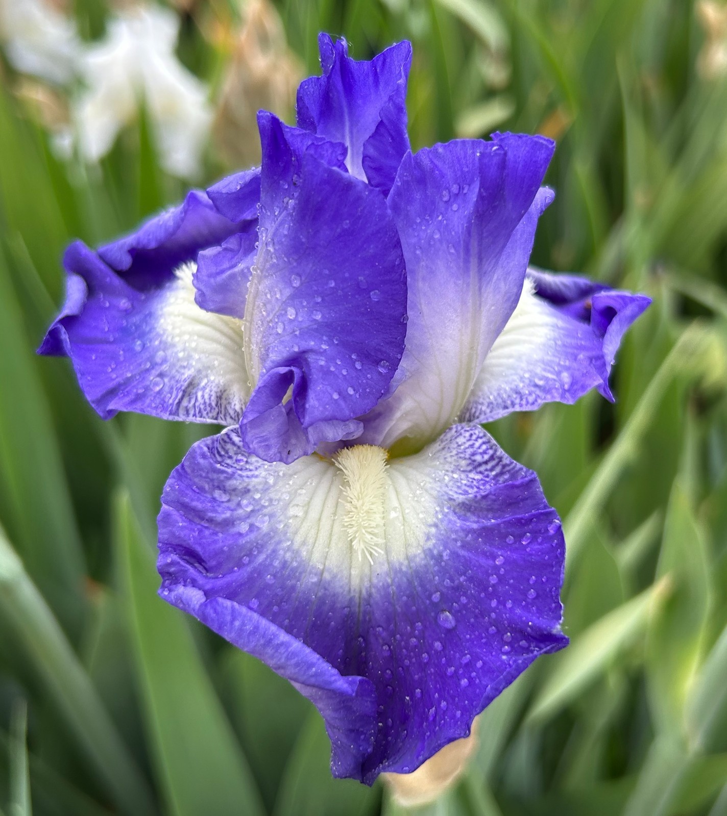 ‘Speeding Again’ iris rhizome + gift, combined shipping $1 each additional