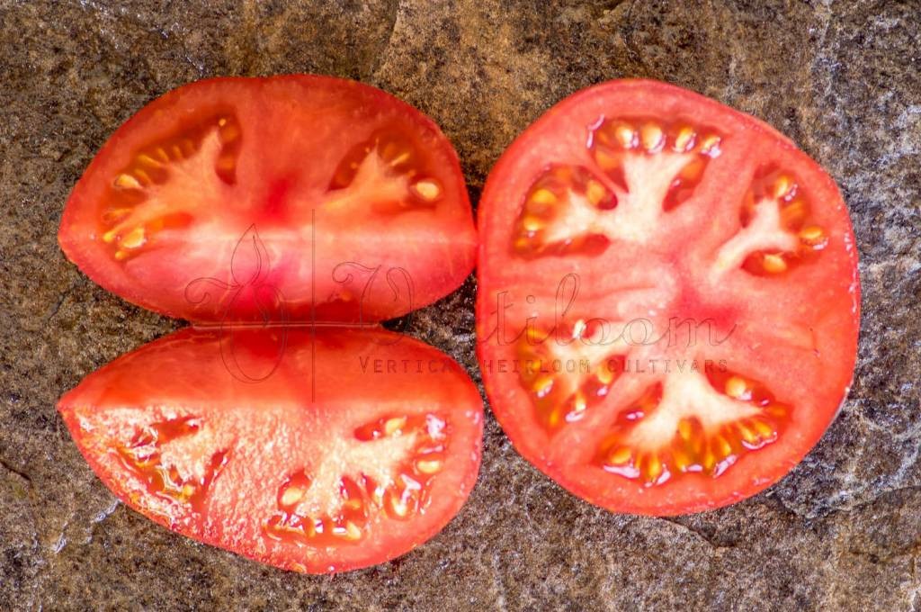 10 seeds DWARF Firebird Sweet Tomato Organic Rare Variety DTP beefsteak