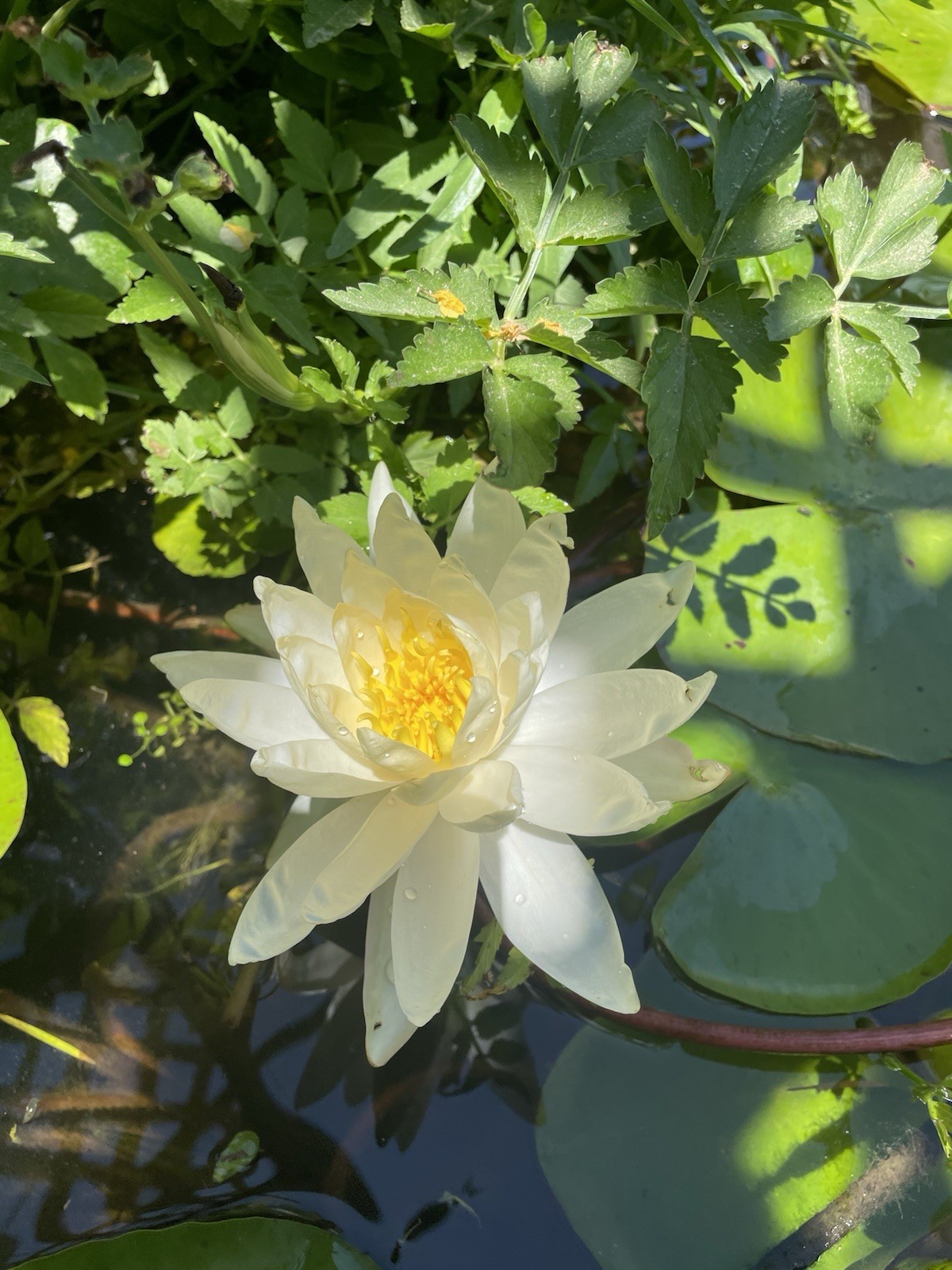 Virginia White Cold Hardy Water Lily / Mature Blooming Size