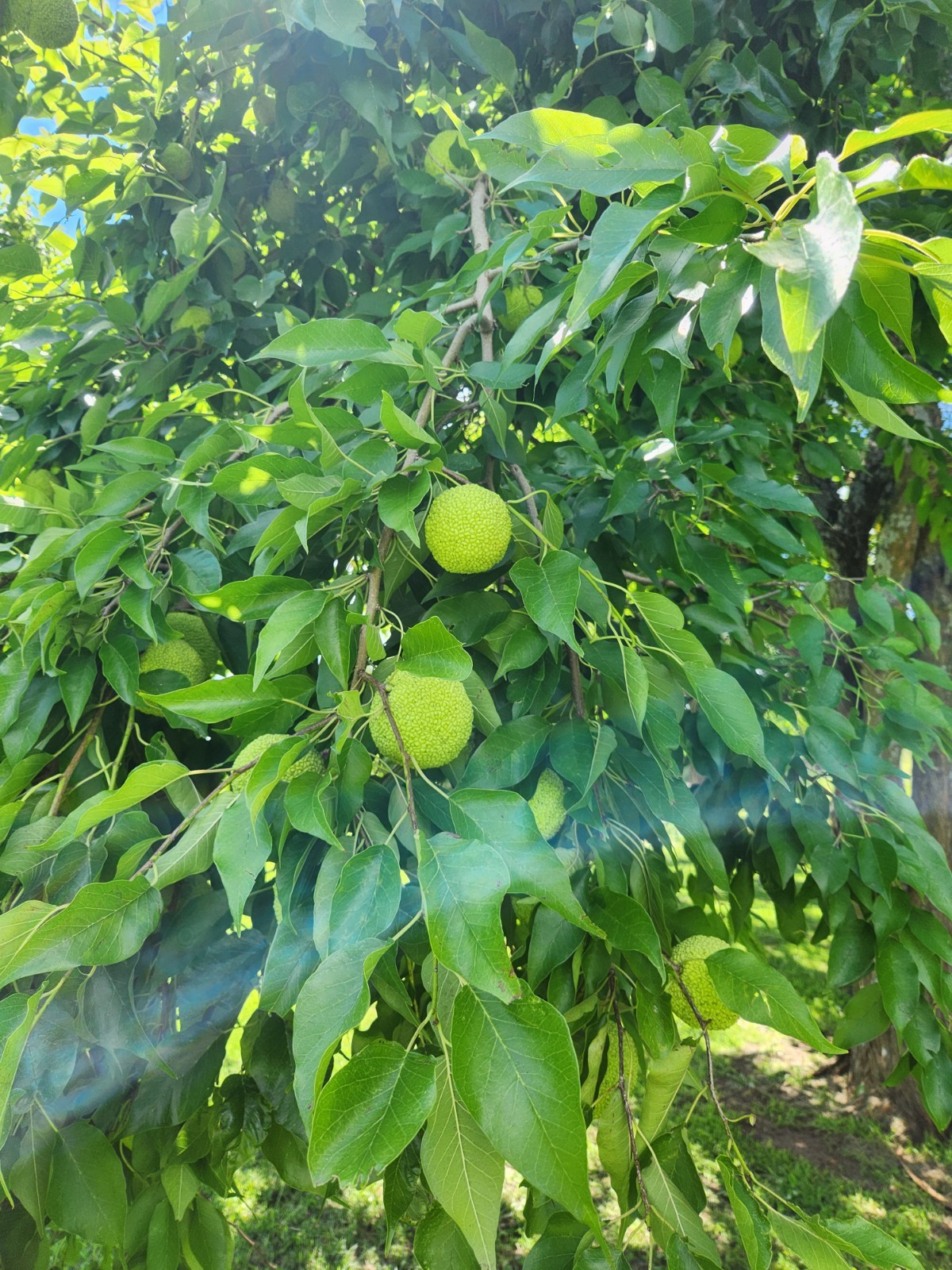 12 Farm Fresh Hedge Apple Osage Orange Horse Monkey Ball Maclura Pomifera Bois