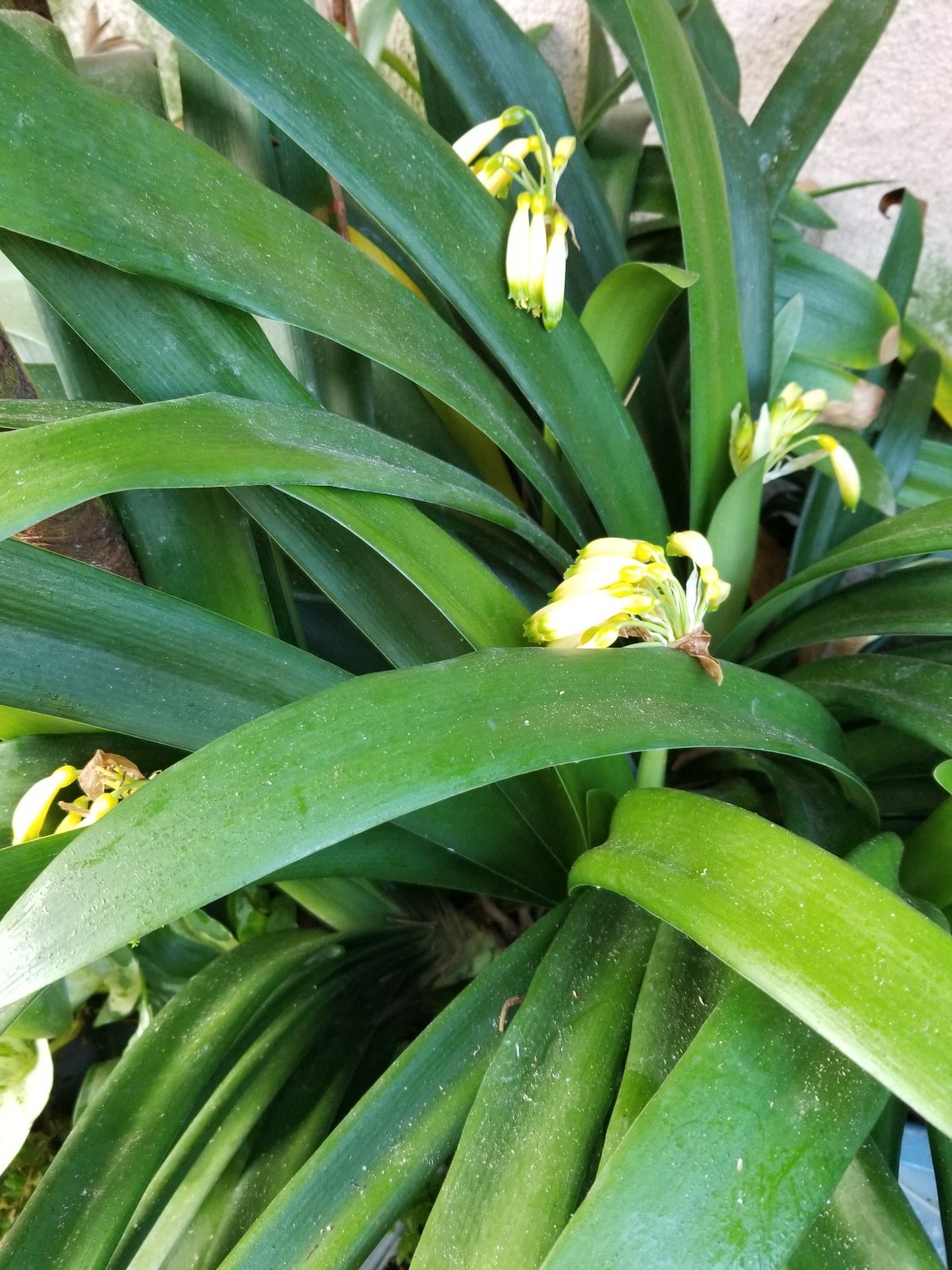 Yellow gardenii clivia I gallon plants