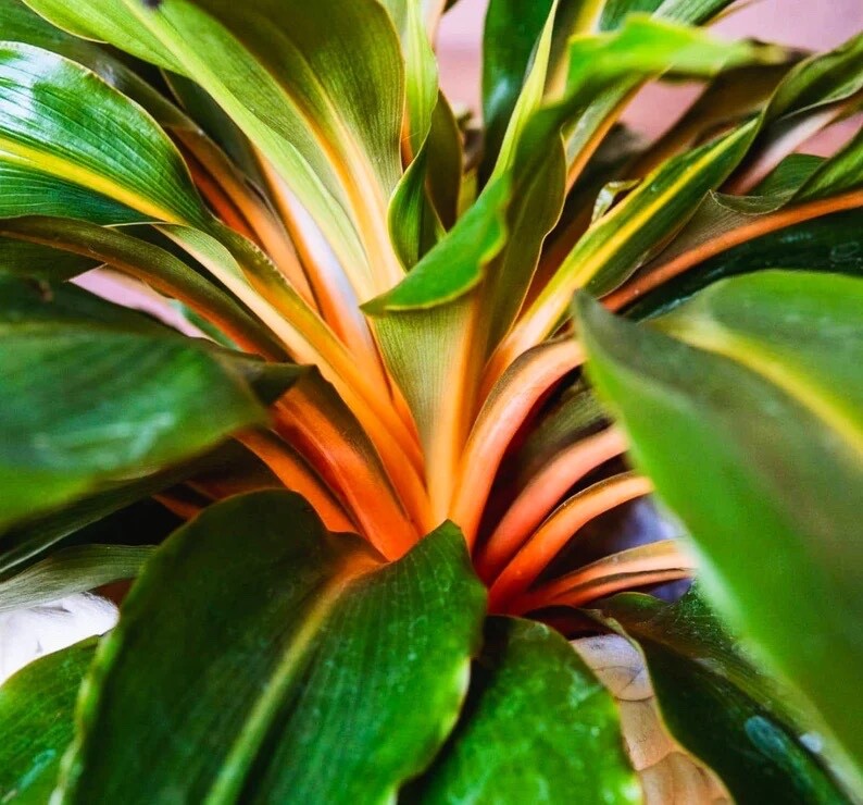 Mandarin (Fire Flash) Chlorophytum Orchidastrum 3″ Pot Live Houseplant