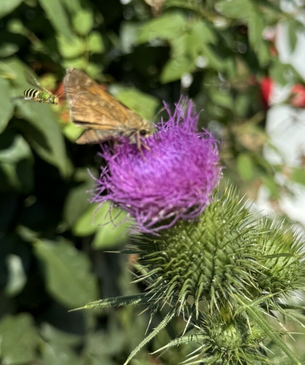 Scottish Thistle Seeds (150 Seeds) 2024