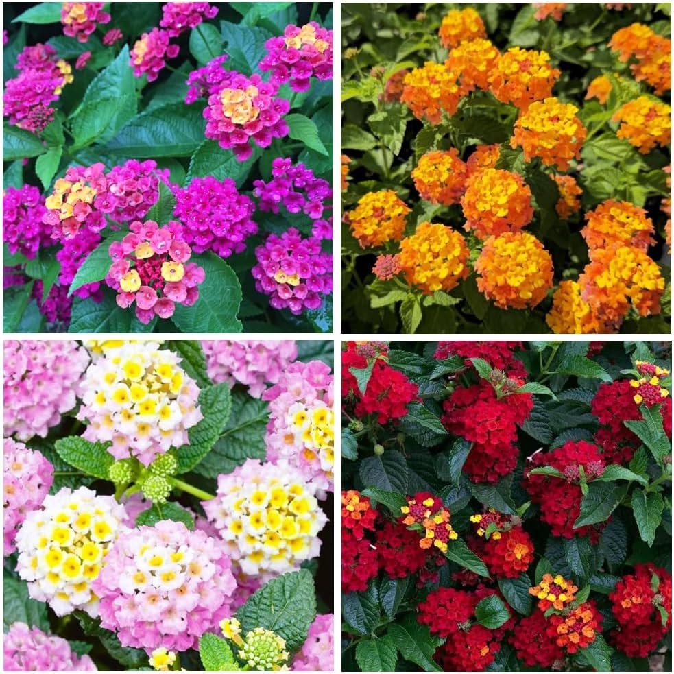 300+ Perennial Mix Lantana Camara Flowers Seeds – Planting Outdoors Home Gardens