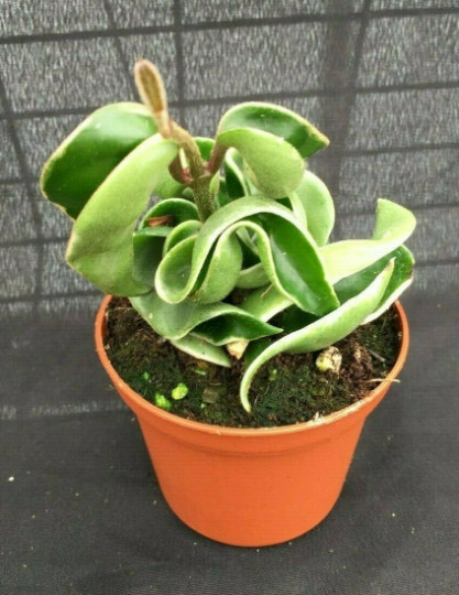 Hoya compacta Variegated Rooted Plant Shipped in 2.5″ Pot
