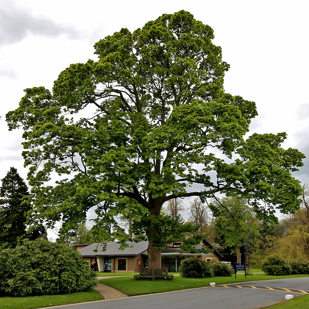 2 American Sycamore Trees – Live Plants – 10-12″ Tall Seedlings – Quart Pots