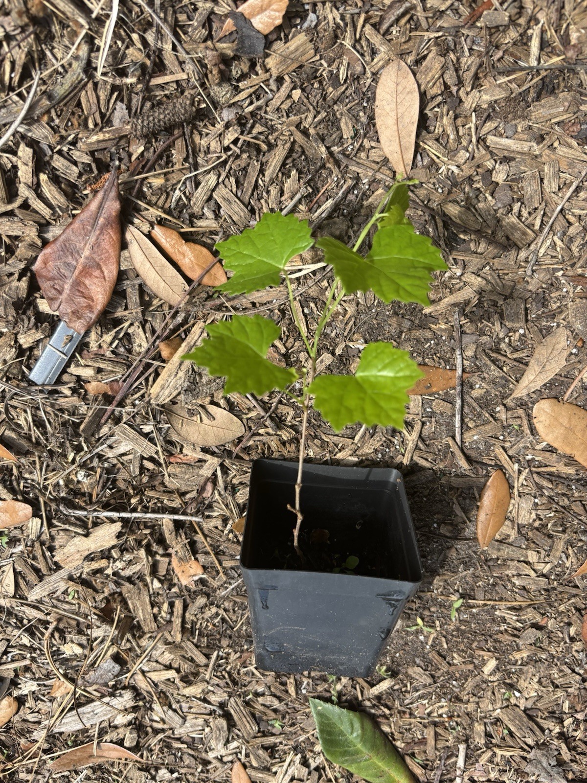 Muscadine Grape Plant Southern Carlos Bronze & Purple Mixed Sapling Vine 6”-8”