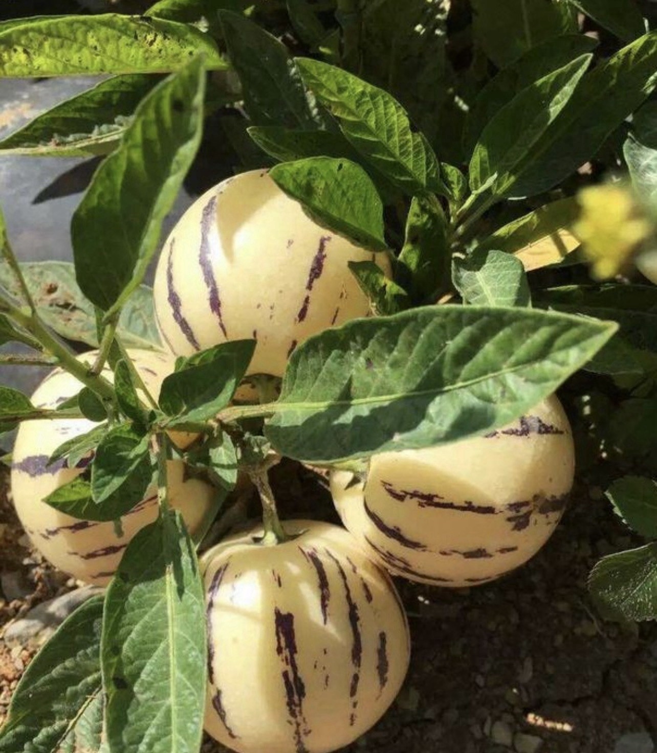 1 Pepino Melon Plant With Pot 10” Golden Ginseng Fruit Plant Ready To Plant