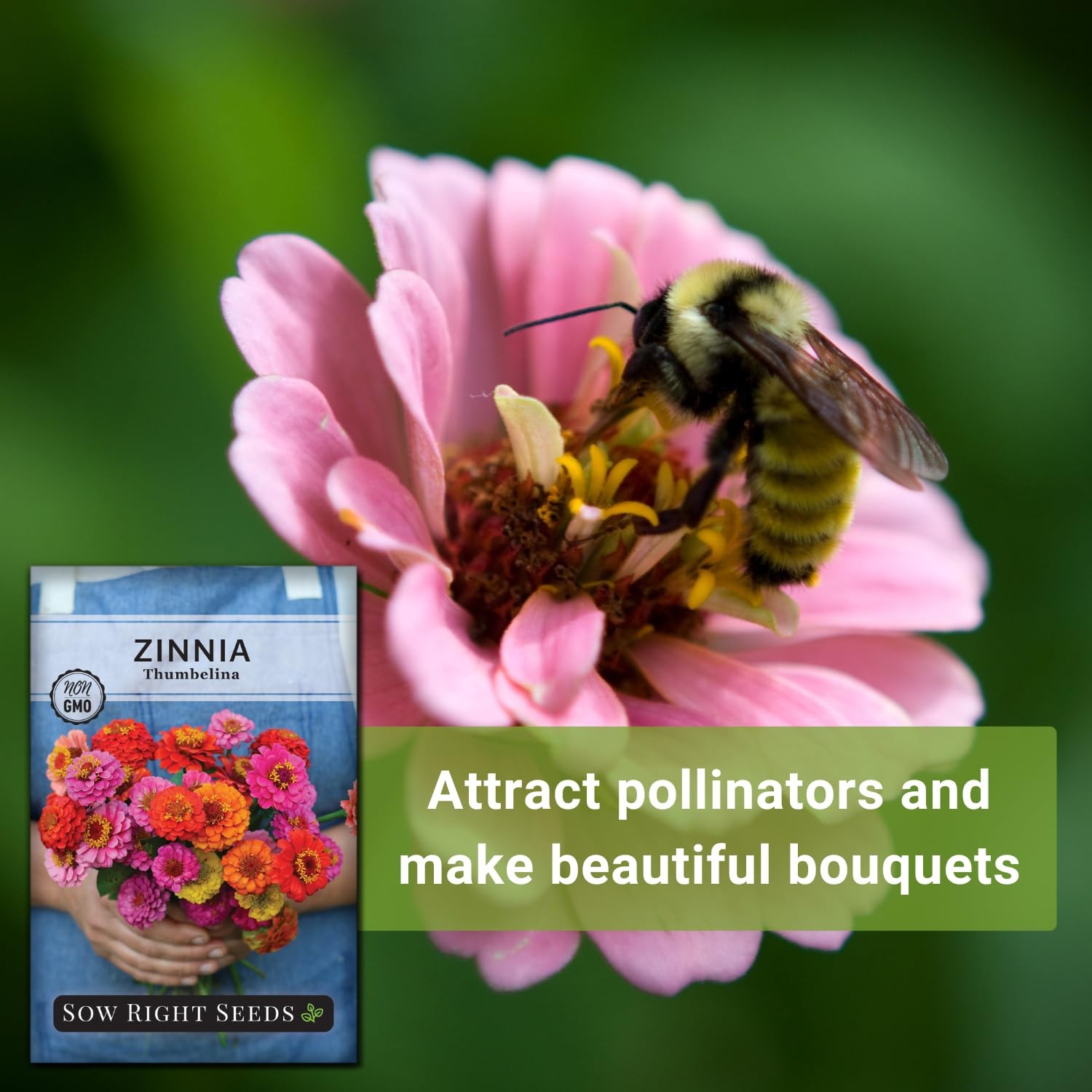 Sow Right Seeds – Thumbelina Zinnia for Planting – Beautiful to Mix