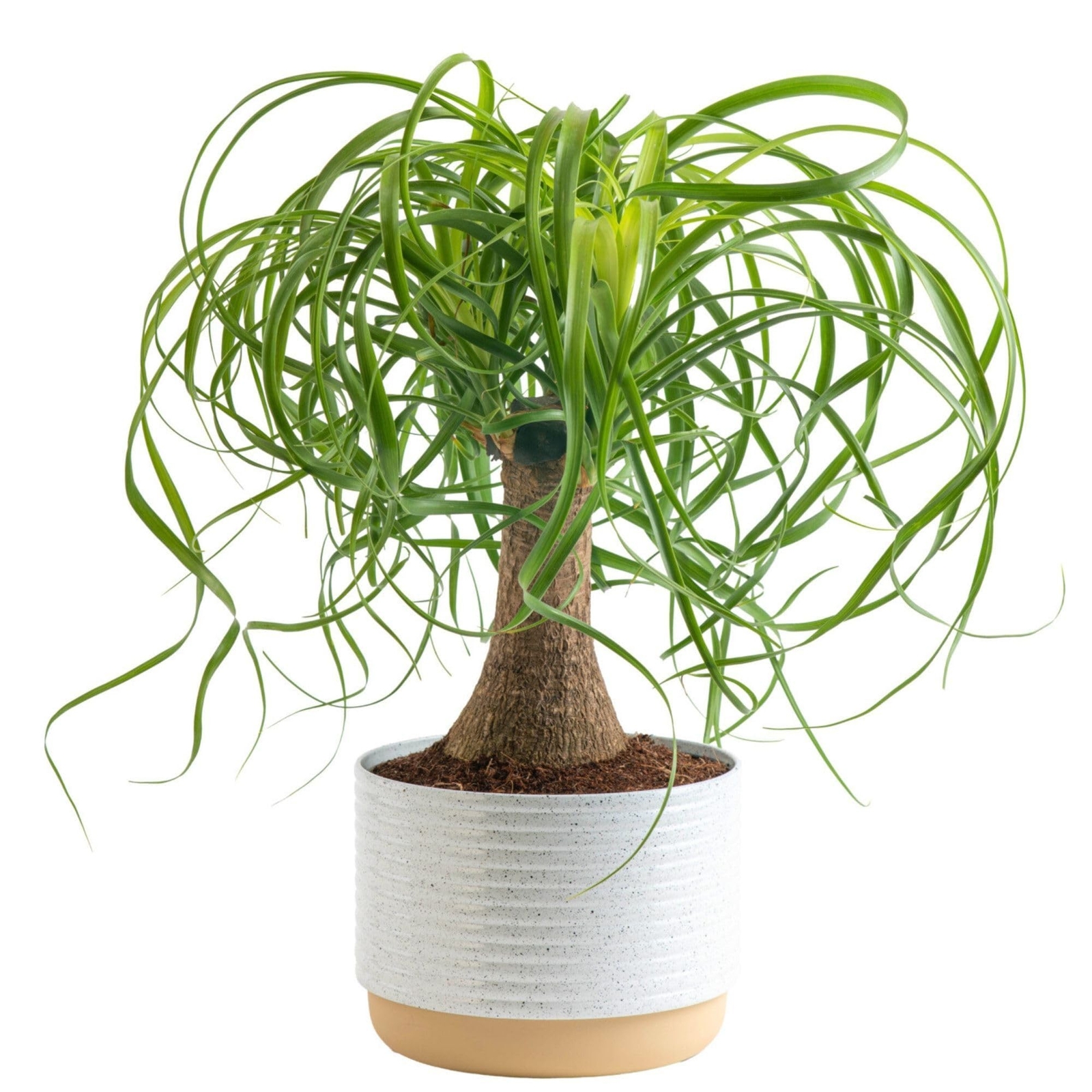 Costa Farms Ponytail Palm Bonsai, Easy to Grow Live Indoor Plant in Indoors G…