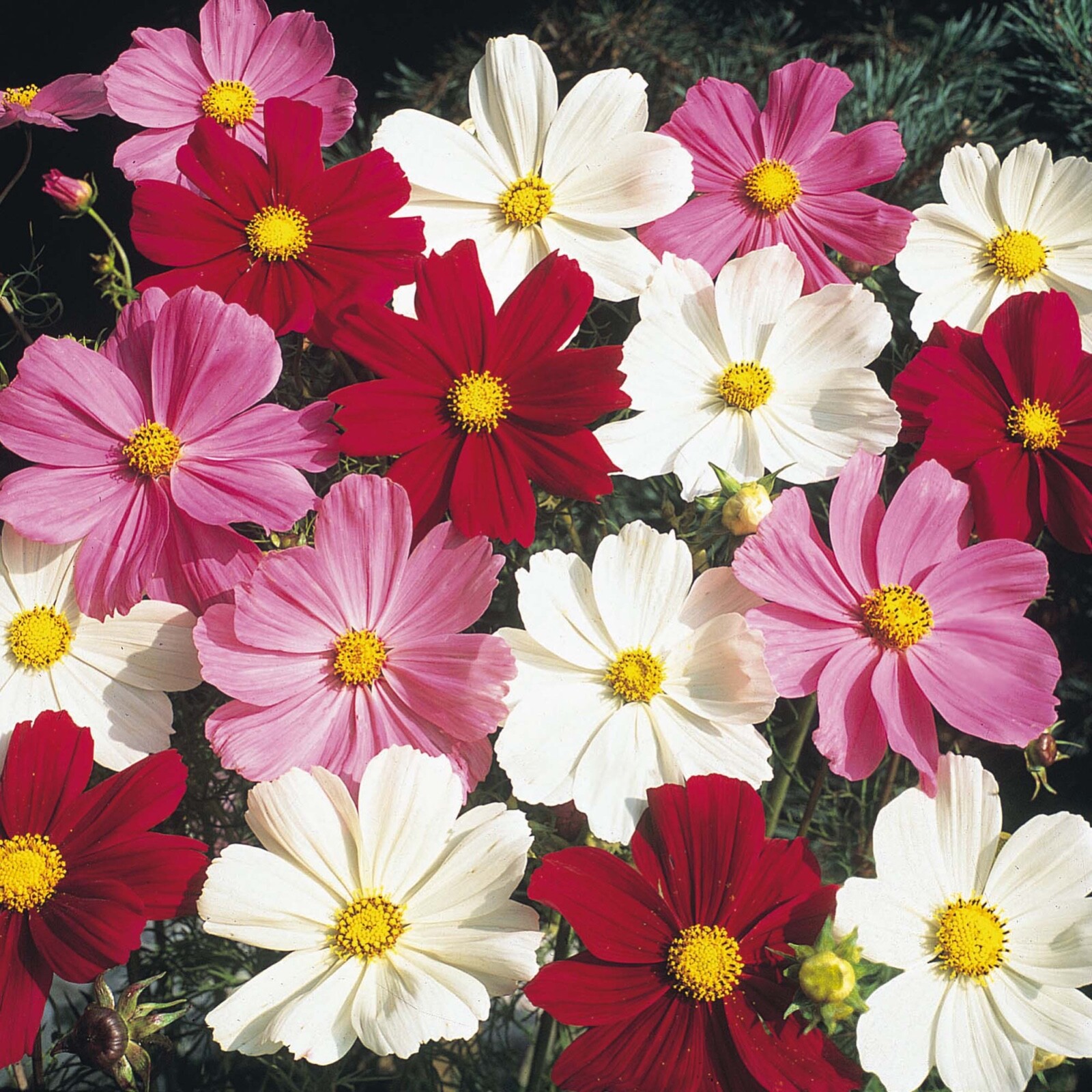 Cosmos Bipinnatus Sensation Dwarf Seed Mix-Non GMO – 100 Seeds