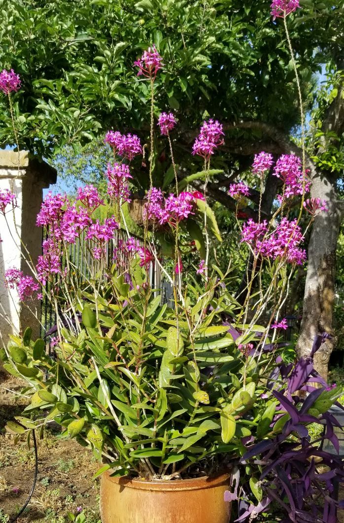 Epidendrum ORCHID 5pcs Rooted Radicans Orange Yellow/Purple cluster Flower