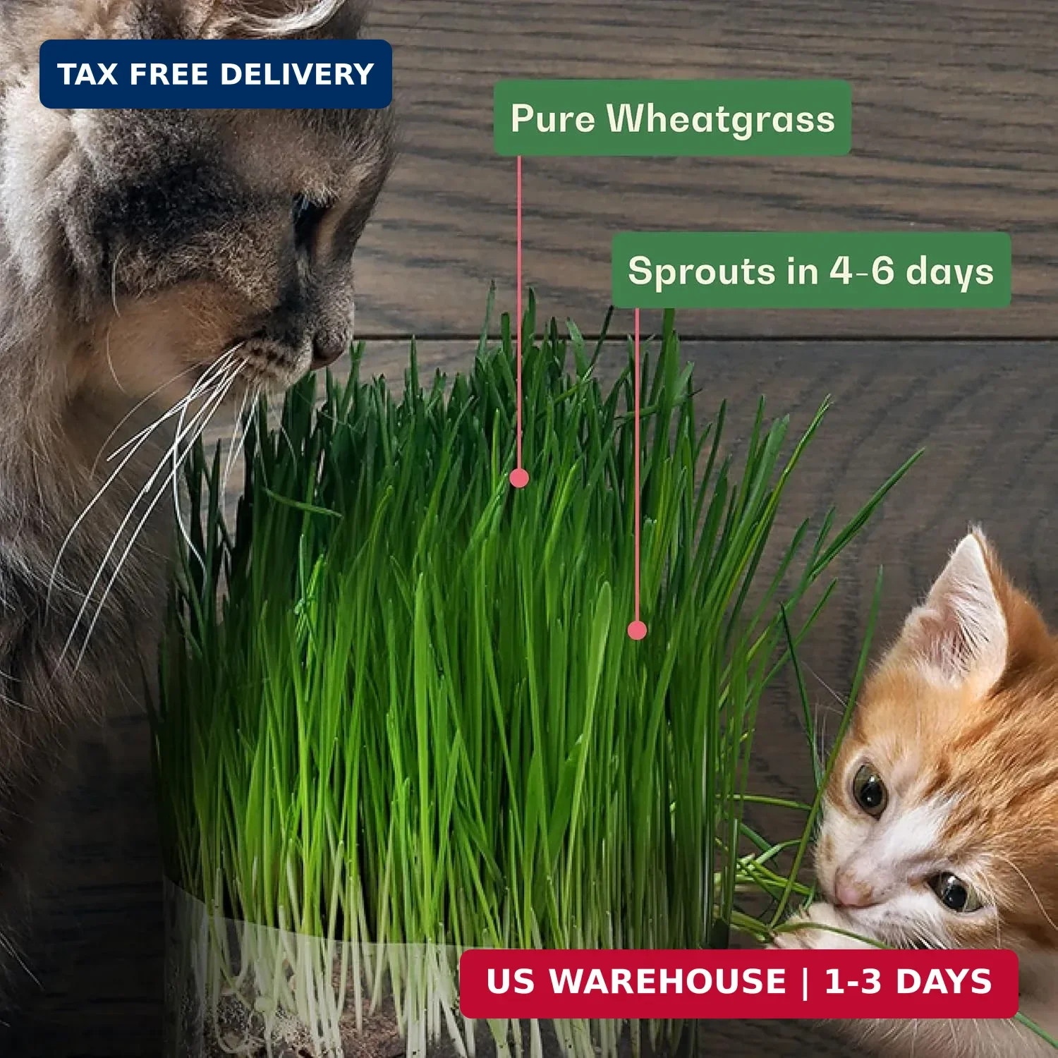 Rose & Branch Organic Wheat Grass Seeds for Indoor Cats – Cat Grass Seeds – 16 O