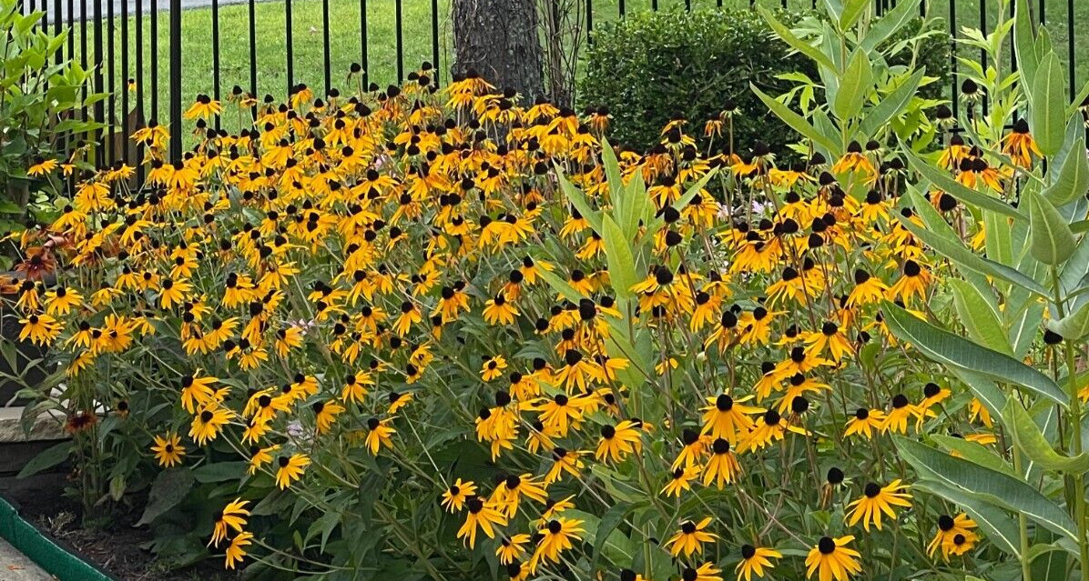 5 Black Eyed Susan Fresh perennials plant Bare Roots